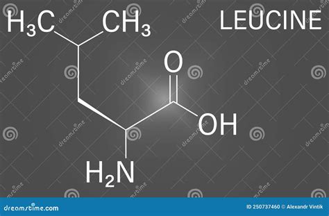 Leucine Or L Leucine Leu L Amino Acid Molecule Skeletal Formula