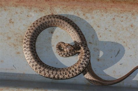 Brown Snake Storeria Dekayi Reptiles And Amphibians Of Iowa