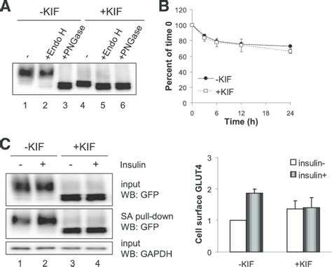 Effect Of Kif Treatment On The Translocation Of Glut Egfp A Western