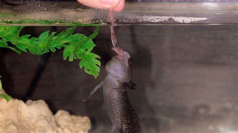 How Often To Feed Axolotl Pets From Afar