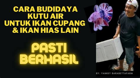 Cara Budidaya Kutu Air Untuk Pakan Ikan Cupang Ikan Hias Lainnya Pasti