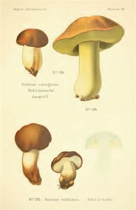 Atlas Des Champignons Atlas Des Champignons Boletus Radicans