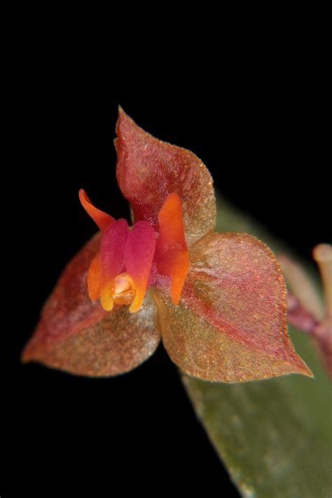 Lepanthes Latisepala Wiel Driessen Flickr