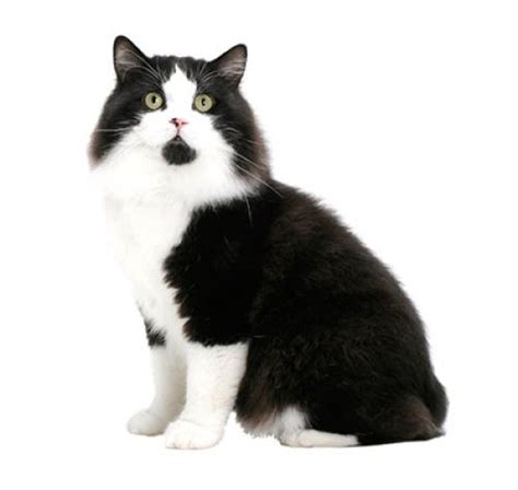 Cymric: Cat Breed Profile, Characteristics Care, 59% OFF