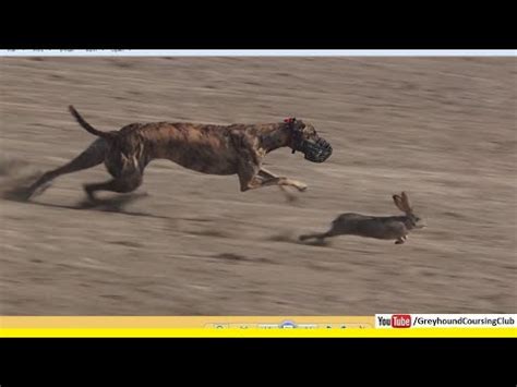 Very Fast Greyhound Chasing Brown Hares YouTube