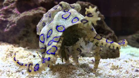 Blue Ringed Octopus Eating A Crab