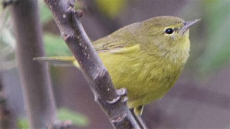 Orange Crowned Warbler Song Youtube