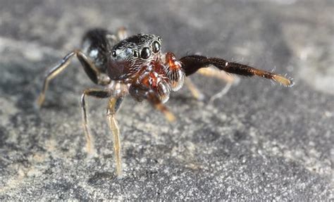 Ant Mimic Jumping Spider Salticidae Damoetas Sp Flickr