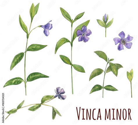 Set Of Vinca Minor Lesser Periwinkle Blue Flowers Green Leaves