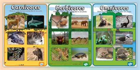 Galinha E Herbivoro Carnivoro Onivoro - 5
