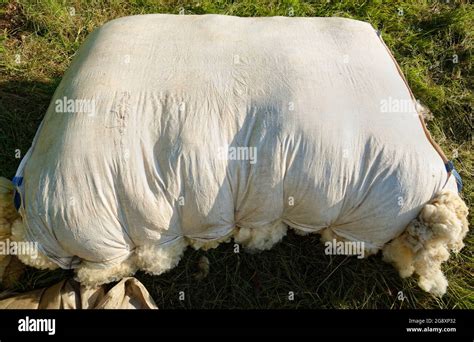 A Sheet Of Wool A Large Bag Stuffed Full Of Sheared Wool Tied At