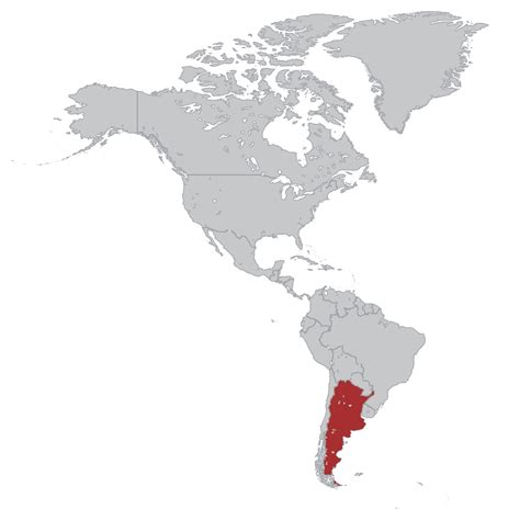 Argentina Flag - Americas - Coffin Flags - The Funeral Outlet