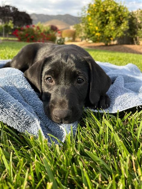 Jack In Grass Monterey Bay Lab Rescue