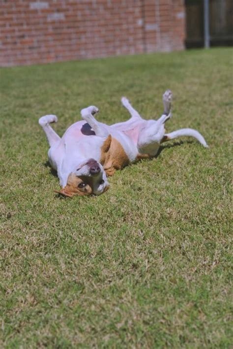 Why Do Dogs Roll On Their Backs 5 Cute Reasons