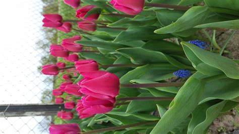 Тюльпан Pink Ardour (Пінк Ардур) 🌷 - купити цибулини та бульби в ...
