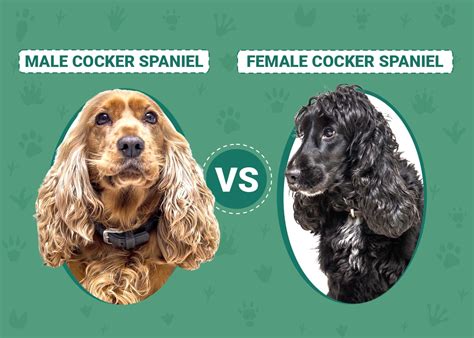 Male Vs Female Cocker Spaniels Whats The Difference With