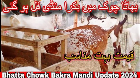 Bhatta Chowk Bakra Mandi Update 2024 YouTube