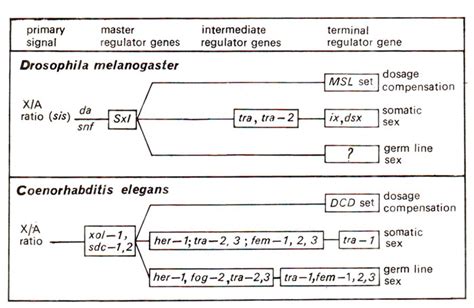 X A Ratio And Multiple Numerator Elements Drosophila And Coenorhabditis Sex Determination