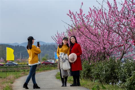 来安陆，赴一场桃花之约！ 湖北日报新闻客户端