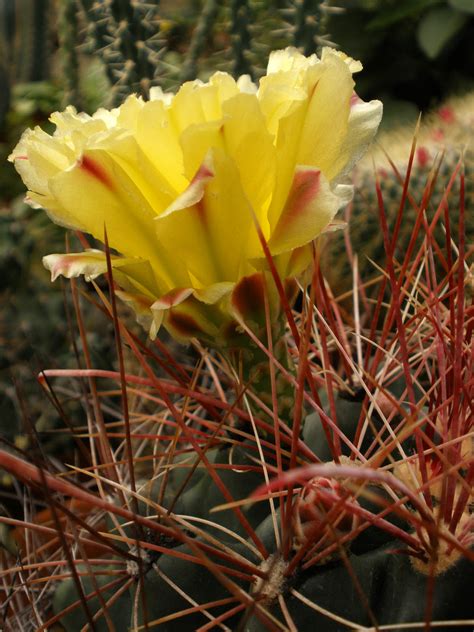 Ferocactus Hamatacanthus Cactaceae Image 17663 At PhytoImages Siu Edu