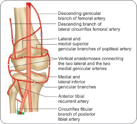 Posterior Tibial Recurrent Artery