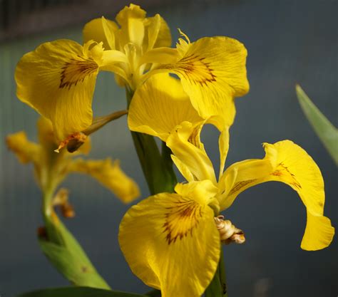ирис перуника iris / Градина