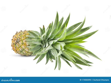 Single Whole Pineapple Isolated On White Background Stock Image Image Of Closeup Color