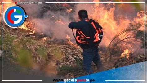 Apur Mac Incendio Forestal Se Reactiva Por Vientos Fuertes Gaceta