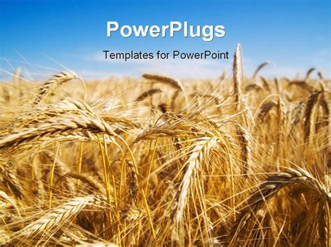 Focus On Wheat Ears In Wheat Field PowerPoint Template Background Of