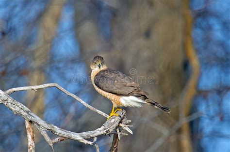 Cooper s Hawk stock image. Image of accipiter, plumage - 23119833