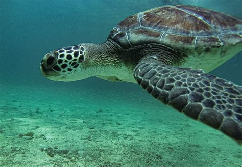 Tortuga Verde Chelonia Mydas Ficha Info Tortuga