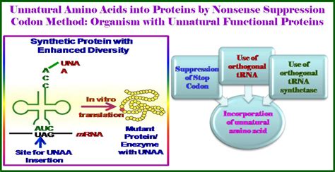 Expansion_Genetic_Codes 