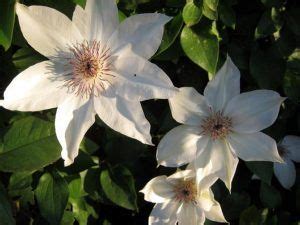 Клематисы – сорта с фото и описанием | Цветение, Фиолетовые цветы, Ломонос