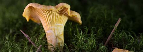 Complete Guide To Chanterelle Mushrooms | GroCycle