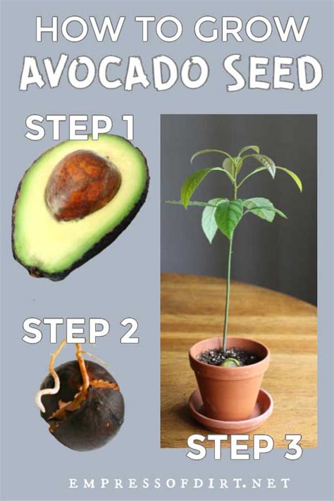 How to Grow an Avocado from Seed (Easy Method) | Empress of Dirt