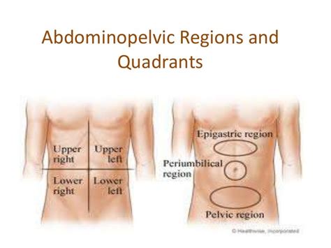 Abdominopelvic Regions And Quadrants