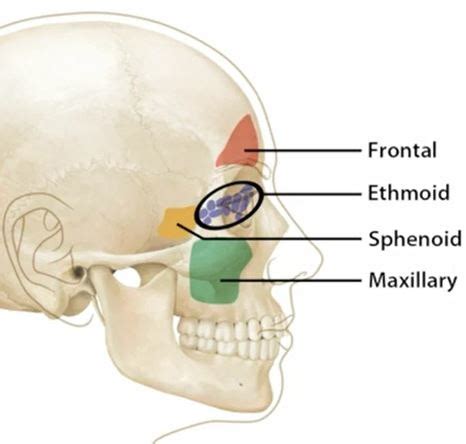 Sinuses Cranial Fossae And Auditory Ossicles Flashcards Quizlet