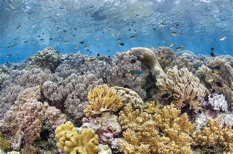 Wakatobi: Marine Life