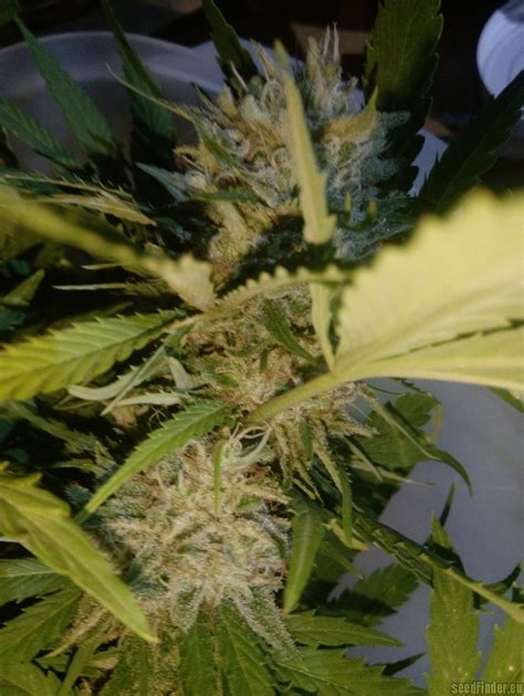 Strain-Gallery: Do Si Dos Cookies (00 Seeds Bank) PIC ...