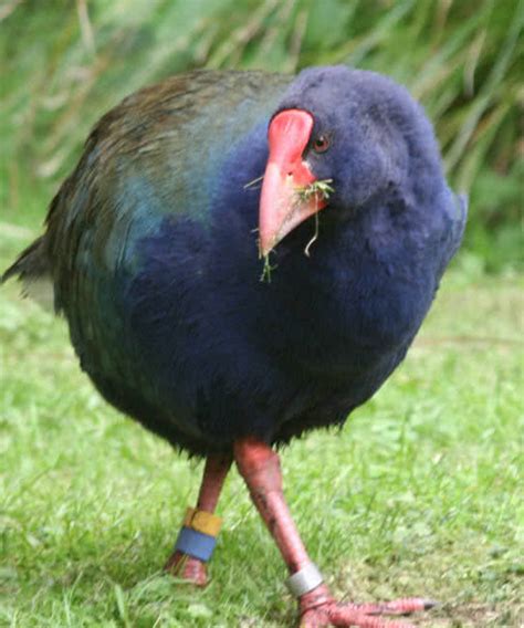 10 Amazing Flightless Birds In The World The Mysterious World