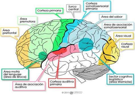 ÁREA DE BROCA CONOCE TU CEREBRO Coaching Instantáneo Autoayuda