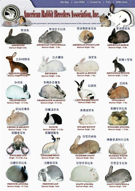 rabbit breed chart american rabbit breeders association info sheet