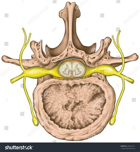 lumbar nerve root anatomy