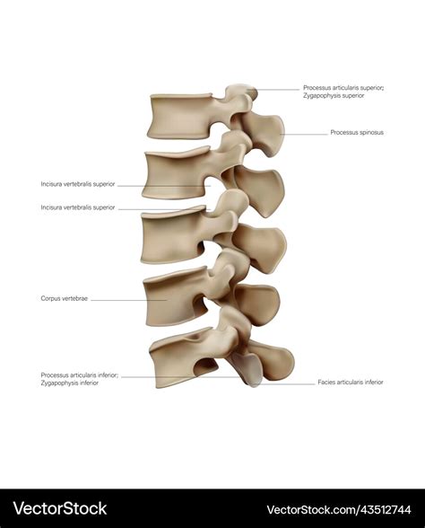 Vertebrae From Which The Human Spinal Column Vector Image