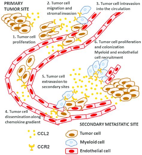 Targeting The CCL2 CCR2 Signaling Axis In Cancer Metastasis PDF