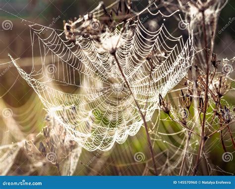 Beautiful Cobweb Decorated With Drops Of Dew Swaying In The Wind In The