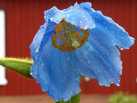 Meconopsis betonicifolia Pavot bleu de l Himalaya Musé Flickr