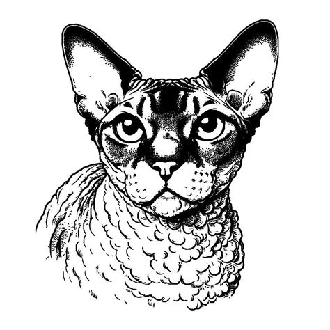 Free Devon Rex Cat Vector SVG K40 Laser Cutter