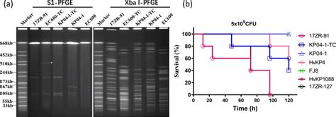 Pfge Profiles And Virulence Discrepancy Of K Pneumoniae Zr And