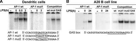 LPS induces the binding of a protein complex to the AP-1 box. Nuclear ... 